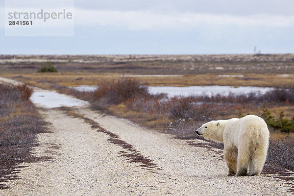 Eisbär Ursus Maritimus  in die Churchill Wildlife Management Area  Hudson Bay  Churchill  Manitoba  Kanada.