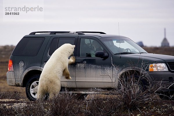 Eisbär Ursus Maritimus  in die Churchill Wildlife Management Area Interaktion mit Touristen  Hudson Bay  Churchill  Manitoba  Kanada.