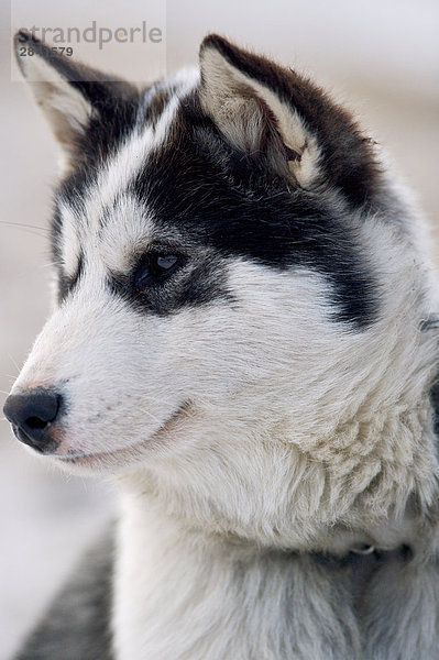 Kanadische Eskimo Dog Welpen  Canis Familiaris  in der Stadt von Churchill  Manitoba  Kanada.