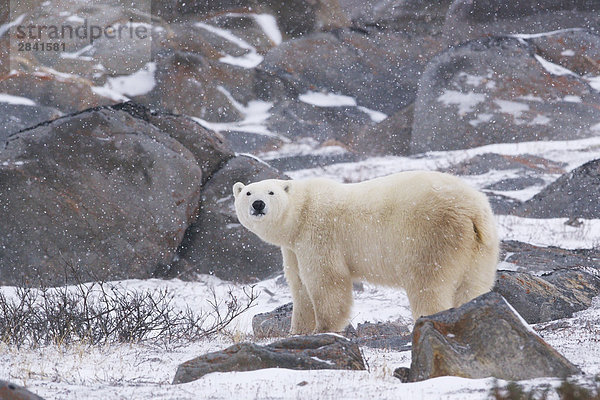 Eisbär  Ursus Maritimus  zu Fuß in der Tundra in der Nähe der Küste der Hudson Bay  Churchill  Manitoba  Kanada.