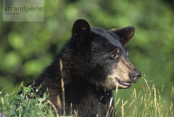Black Bear Cub suchen  Kanada.