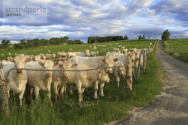 Kühe gruppieren am Tor in Erwartung der Ankunft des Landwirts mit Getreide  Charlevoix  Québec  Kanada