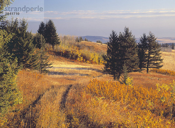 Herbstfarben und Weideland  Porcupine Hills  Alberta  Kanada.