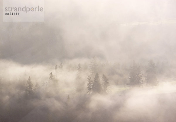 Nebel bei Sonnenaufgang über sanfte Hügel in der Nähe von Slocan See  Kootenay Land  British Columbia  Kanada.