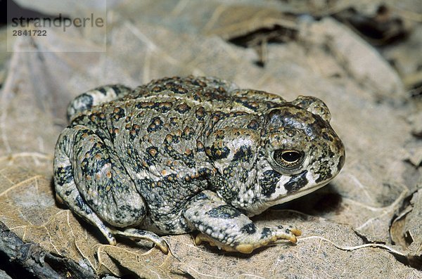Adult kanadische Toad (Bufo Hemiophrys)  Prairie Alberta  Kanada.