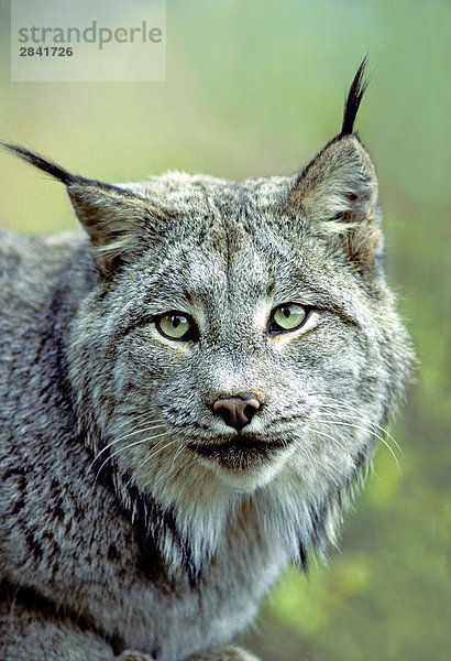 Kanadischer Luchs (Lynx Canadensis)  Alberta  Kanada.