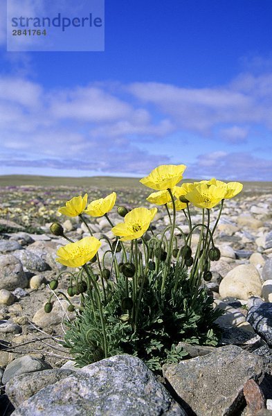 Arktische Mohn (Arktischer Mohn) folgen die Sonne über den Himmel  Victoria Island  Nunavut  Heraufstufen arktischen Kanada