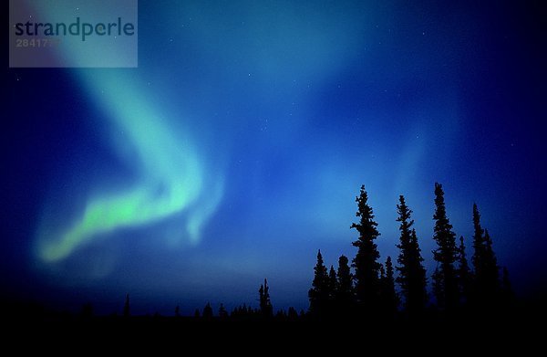 Die Nordlichter (Aurora Borealis) fegen über den Himmel der nördlichen Alberta  Kanada.