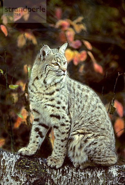 Adult Rotluchs (Lynx Rufus)  Alberta  Kanada.
