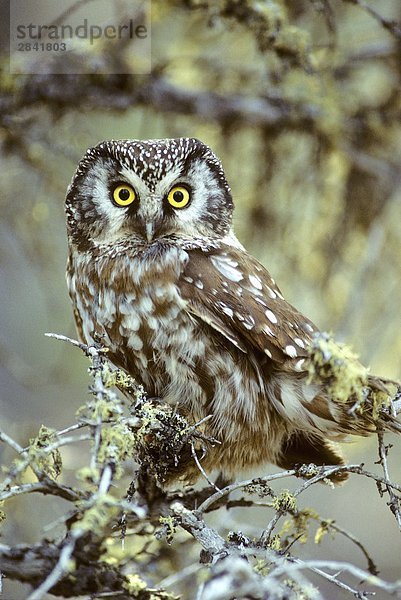 Adult boreal Owl (Aegoilus Funereus) Schlafplatz in der Nähe von seinem Nest Hohlraum  Northern Manitoba  Kanada