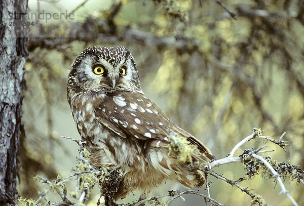 Adult boreal Owl (Aegolius Funereus) Schlafplatz in der Nähe seiner nesting Hohlraum  Nord-Manitoba  Kanada.