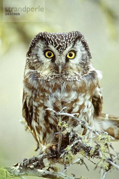 Adult boreal Owl (Aegolius Funereus) in der Nähe seiner Nest Hohlraum  Nord-Manitoba  Kanada.
