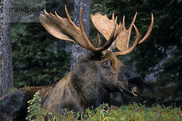 Adult Bull Elch (Alces Alces)  Jasper National Park  western Alberta  Kanada