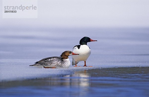 Erwachsenen männlichen und weiblichen gemeinsamen Mergansers (Mergus Merganser) auf das Eis eines tauenden Sees im frühen Frühling Migration  Prinz-Albert-Nationalpark  nördlichen Saskatchewan  Kanada