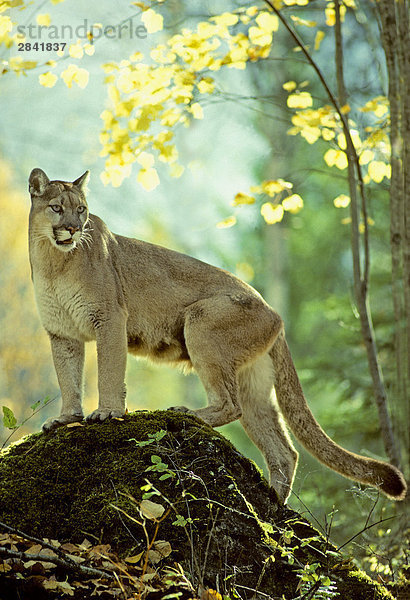 Adult female Puma (Puma Concolor)  Alberta  Kanada.