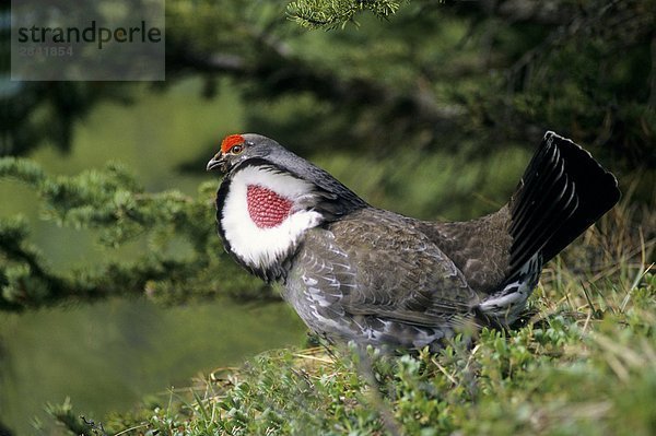 Adult männlich Dusky Grouse (Felsengebirgshuhn Obscurus)  vormals blau Grouse  in Courtship anzuzeigen  felsige Bergkette Vorberge  Alberta  Kanada