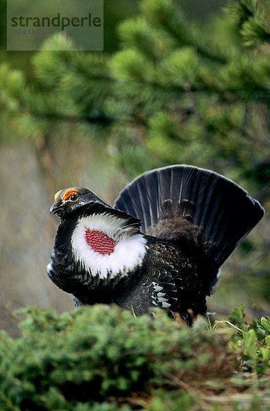 Adult männlich Dusky Grouse (Felsengebirgshuhn Obscurus)  vormals blau Grouse  im Frühjahr Paarung Display  Rocky Mountain Vorgebirge  Alberta  Kanada