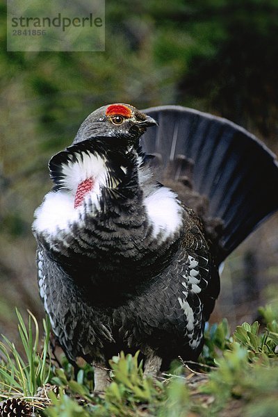 Adult männlich Dusky Grouse (Felsengebirgshuhn Obscurus)  vormals blau Grouse  im Frühjahr Paarung Display  Rocky Mountain Vorgebirge  Alberta  Kanada