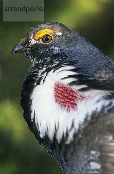 Adult männlich Dusky Grouse (Felsengebirgshuhn Obscurus)  vormals blau Grouse  im Frühjahr Paarung Display  Rocky Mountain Vorgebirge  Alberta  Kanada