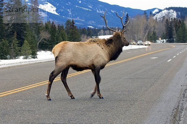 Bull Elk (Cervus Elaphus) Kreuzung Highway  Jasper National Park  western Alberta  Kanada