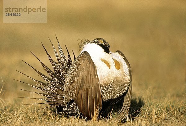 Stolzieren adult male größer Sage-Grouse (Centrocercus Urophasianus)  Alberta  Kanada.