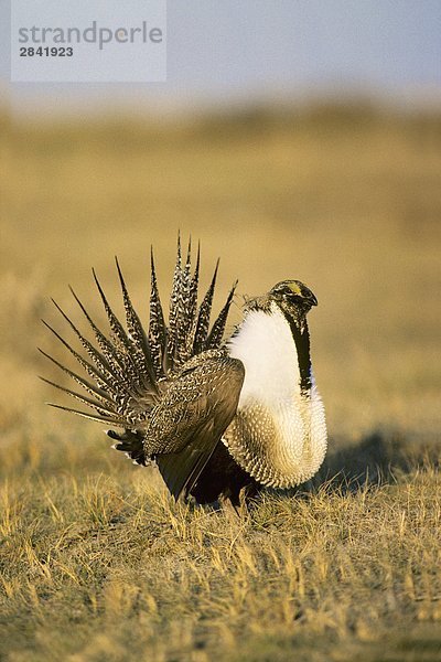 Adult male größer Sage-Grouse (Centrocercus Urophasinaus) im Frühjahr Paarung Display in kommunalen stolzieren Grounds  Prairie Grasslands  südlichen Alberta  Kanada