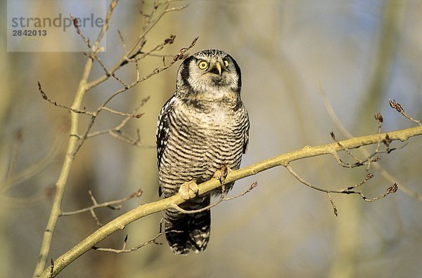Adult nördlichen Hawk Owl (Surnia Ulula) Jagd in Winter  Nord-Alberta  Kanada