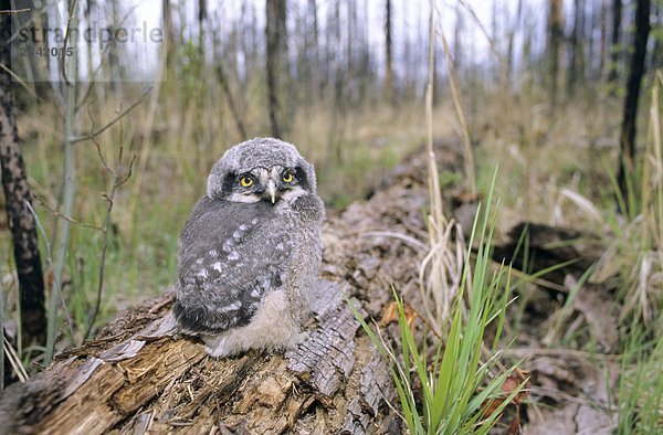 Monate alten nördlichen Hawk Owl (Surnia Ulula) Branchling in der Nähe sein Hohlraum Nest in einen burnt Haken  nördlichen Alberta  Kanada