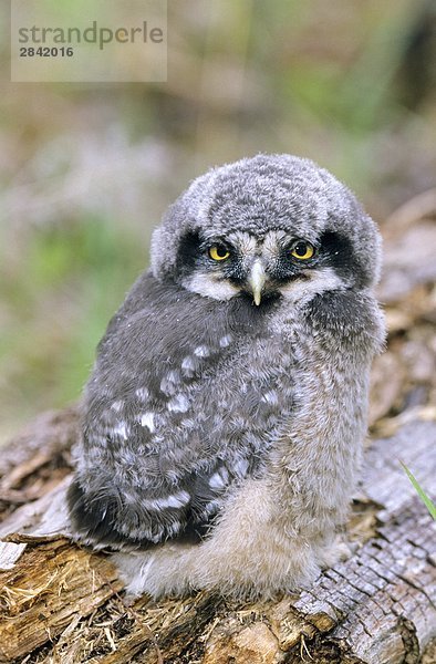 One - Monate alten nördlichen Hawk Owl (Surnia Ulula) Branchling  die vor kurzem sein Hohlraum Nest in einen verkohlten Haken  Nord-Alberta  Kanada
