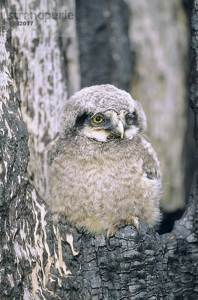 Monate alten nördlichen Hawk Owl (Surnia Ulula) Chick liegt an der Mündung des H?¶hle Baum erstellt während einem Waldbrand  Nord-Alberta  Kanada