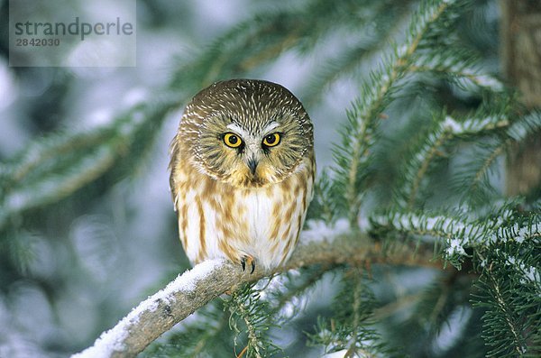 Schlafplatz nördlichen Saw – wetzen Owl (Aegolius Acadicus). Alberta  Kanada.