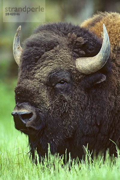 Adult Bull Bison (Bison Bison)  Prairie Alberta  Kanada