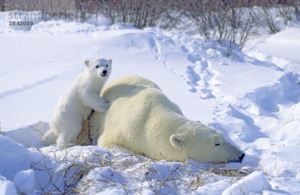Mutter Eisbär (Ursus Maritimus) und 3 - Monate alten Cub  vor kurzem entstandenen aus ihren Winter Den  Western Hudson Bay  Kanada.