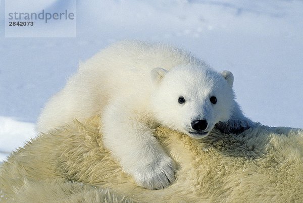 Drei Monate alten Polar Bear Cub (Ursus Maritimus) Reiten auf seiner Mutter Back  Arctic Canada.