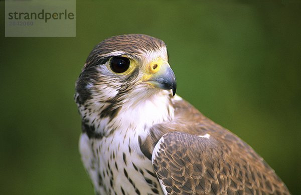 Adult female Präriefalke (Falco Mexicanus)