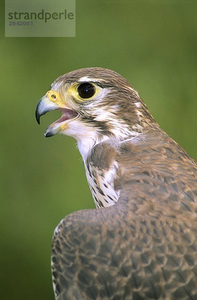 Adult female Präriefalke (Falco Mexicanus)