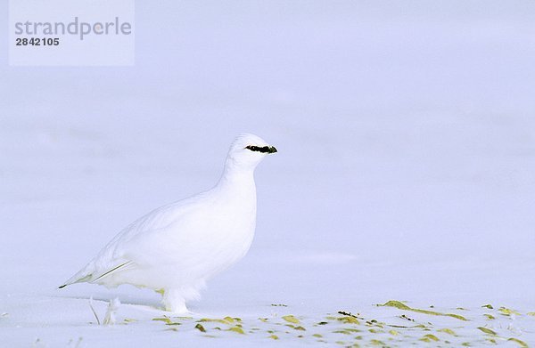 Adult Männliches Alpenschneehuhn (Lagopus Mutus) Nahrungssuche in der Winter Tundra  Banksinsel  Nordwest-Territorien Kanadas Arktis