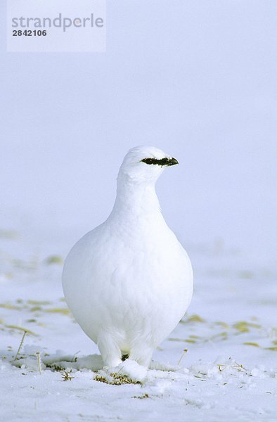 Adult Männliches Alpenschneehuhn (Lagopus Mutus) Nahrungssuche in der Winter Tundra  Nordwest-Territorien Kanadas Arktis