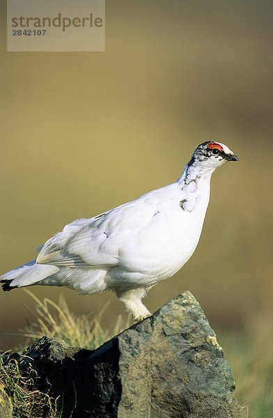 Adult Männliches Alpenschneehuhn (Lagopus Mutus) Vermessung von seinem Hoheitsgebiet aus einer erhöhten Barsch  Victoria Island  Nunavut  Arctic Canada