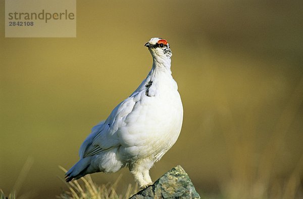 Adult Männliches Alpenschneehuhn (Lagopus Mutus) Vermessung von seinem Hoheitsgebiet aus einer erhöhten Barsch  Victoria Island  Nunavut  Arctic Canada