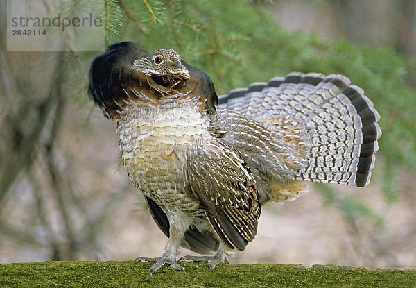 Männlich Kragenhuhn (Bonasas Umbellus) anzeigen mit erhöhten Neck Ruff an nahe gelegenen Female  Alberta  Kanada