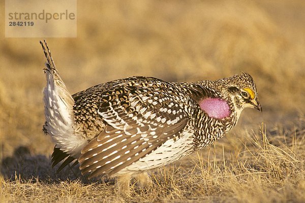 Adult männlich Schweifhuhn (Tympanuchus Phasianellus) anzeigen auf den Frühling kommunale stolzieren Grounds  Prairie Alberta  Kanada