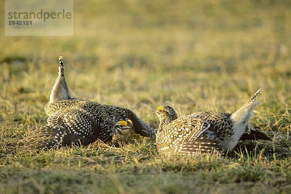 Rivalisierenden adult männlich-Schweifhuhn (Tympanuchus Phasianellus) gegen eine Territorrial Grenze ihre Frühjahr kommunale stolzieren Gründe  Prairie Alberta  Kanada