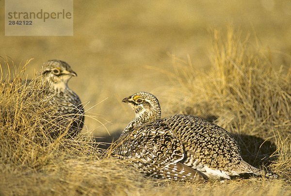 Rivalisierenden adult männlich Schweifhuhn (Tympanuchus Phasianellus) auf dem Frühling kommunale stolzieren Gelände  Prairie Alberta  Kanada