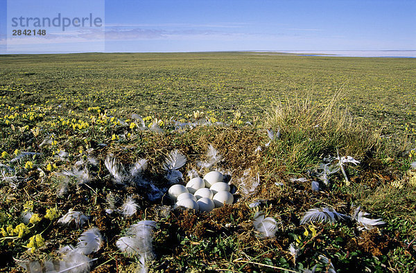 Schnee-Eule (Bubo Scandiaca) Nest  Prince Of Wales Island  Arctic Canada