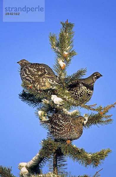 Kiefer  Pinus sylvestris  Kiefern  Föhren  Pinie  2  Fichte  Nähnadel  Nadel  Tierfutter  Fasan  Phasianus colchicus  Küsten-Kiefer  Pinus contorta  Kanada