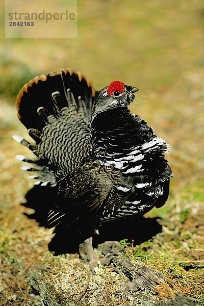 Adult männlich Fichte Grouse (Falcipennis Canadensis) im Frühjahr abbetteln Display  Saskatchewan  Kanada.