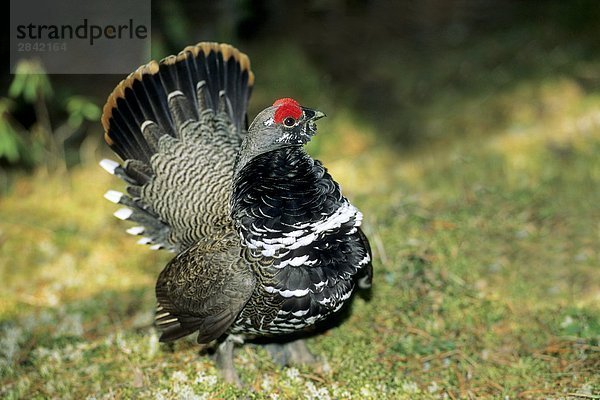 Adult männlich Fichte Grouse (Falcipennis Canadensis)  anzeigen auf ihren Frühling stolzieren Gründe  nördlichen Saskatchewan  Kanada