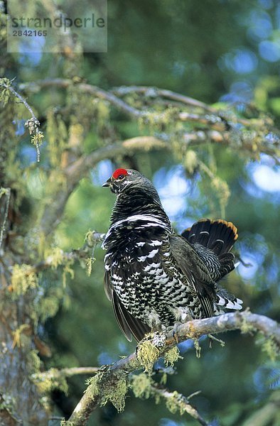 Adult männlich Fichte Grouse (Falcipennis Canadensis) anzeigen auf seiner Frühjahrstagung Territorium  nördlichen Saskatchewan  Kanada