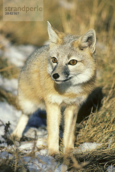 Adult swift Fuchs (Vulpes Velox)  Prairie Alberta  Kanada